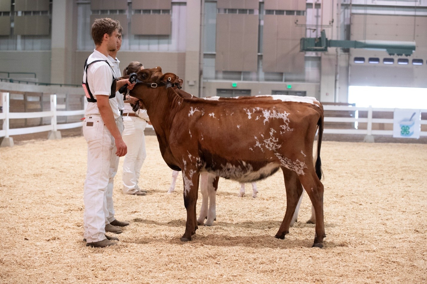 A young man in all white leading a red and white dairy heifer. The back leg closest to the photographer is set back farther than the furthest back leg. The front two legs are set up square together.